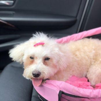 Dogs World Grooming - Pet Groomers Near Me - Yonkers, New York Dogs World Grooming - Pet Groomers Near Me - Yonkers, New York