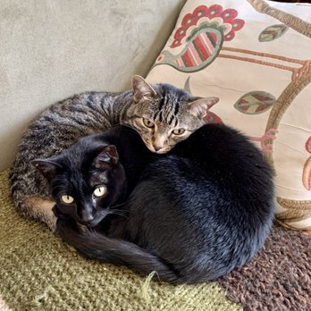 Lenox Cat Hospital - Tabby and black cat, both patients of Dr. Sally. - Veterinarians Near Me - Lenox, Massachusetts Lenox Cat Hospital - Tabby and black cat, both patients of Dr. Sally. - Veterinarians Near Me - Lenox, Massachusetts