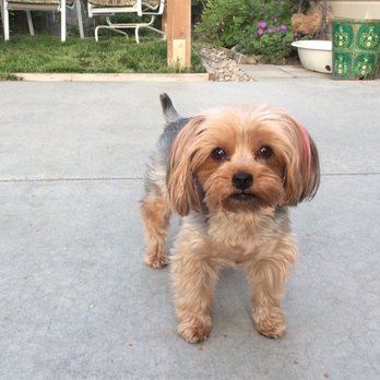 All About Paws - Pet Groomers Near Me - Meridian, Idaho All About Paws - Pet Groomers Near Me - Meridian, Idaho