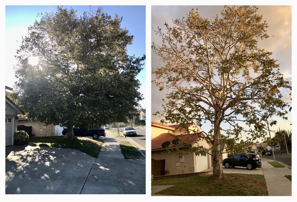 White's Tree Service/ West Coast Tree Care - tree service in Los Angeles, CA