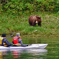 Alaskan Song - Kayaking with grazing bear
