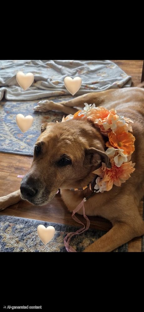 Lauren's Puptopia Image