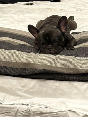 Palihotel San Francisco by null