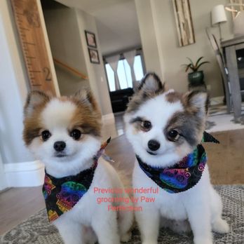 Thrifty Grooming - Photo is for reference. This is how my pomeranians normally look after being groomed by Paw Perfection, who closed. - Pet Groomers Near Me - Moreno Valley, California Thrifty Grooming - Photo is for reference. This is how my pomeranians normally look after being groomed by Paw Perfection, who closed. - Pet Groomers Near Me - Moreno Valley, California