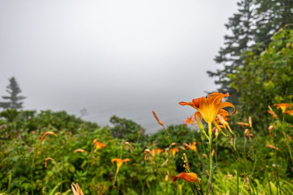 Owls Head State Park by null