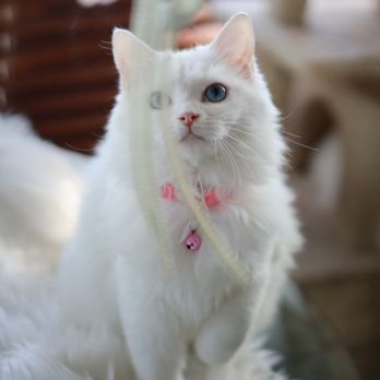 FairyTale Ragdoll by i-Angel - Pet Breeders Near Me FairyTale Ragdoll by i-Angel - Pet Breeders Near Me