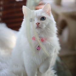 FairyTale Ragdoll by i-Angel