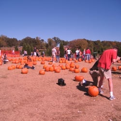 Berry Patch Farms - Pumpkins