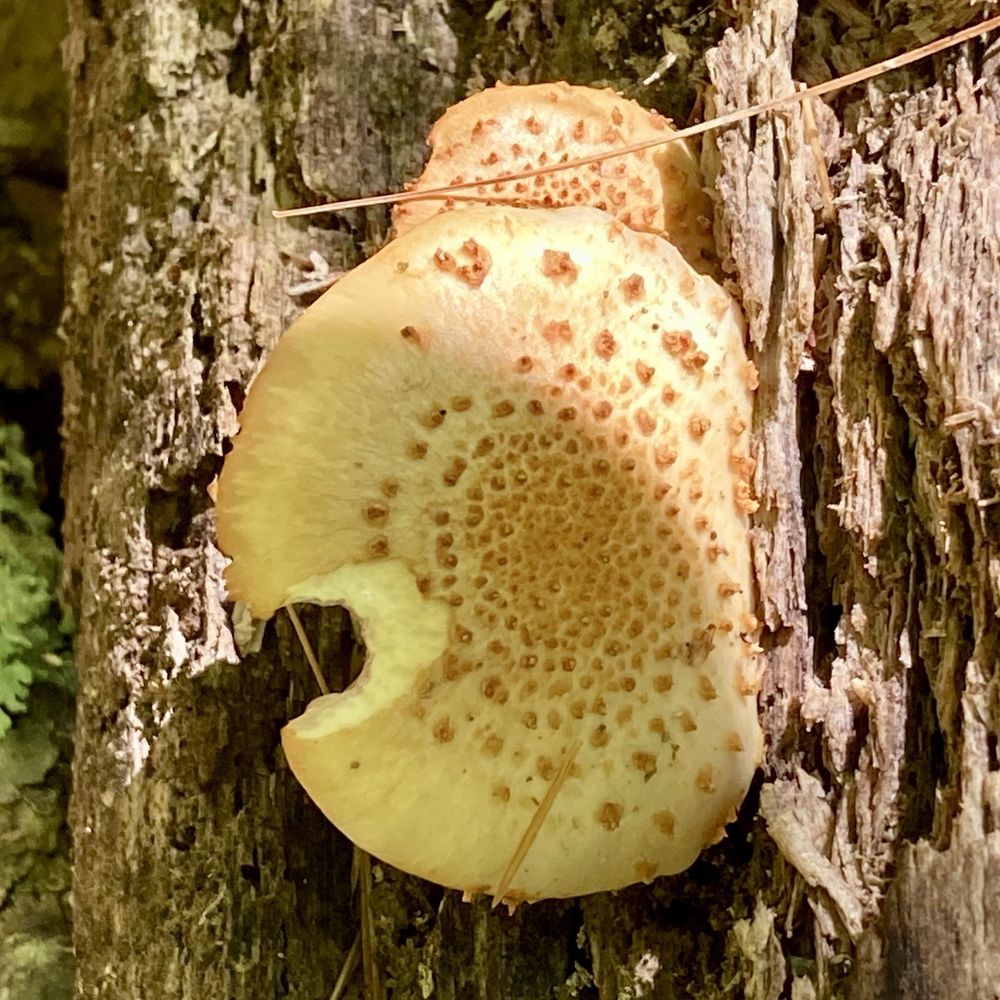 Steere Hill Trail - Mushrooms - Hiking Near Me - Glocester, Rhode Island