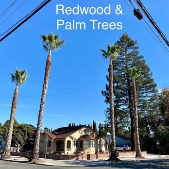 JMV Tree Service - After picture - 1 redwood tree, 4 palm trees, 1 palm tree removed - Tree Services Near Me - Hayward, California