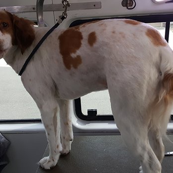 Magic Van Dog Grooming - Brittany Spaniel, after - Pet Groomers Near Me Magic Van Dog Grooming - Brittany Spaniel, after - Pet Groomers Near Me