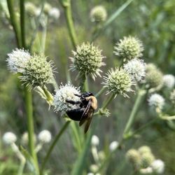 Stoneleigh: A Natural Garden - Busy bee