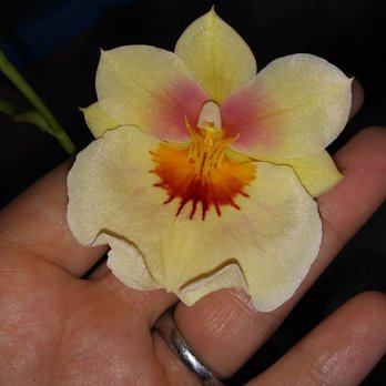 Orchids By Hausermann - Love the Andrea West and Nelly Isler! - Nurseries & Gardening Near Me - Villa Park, Illinois