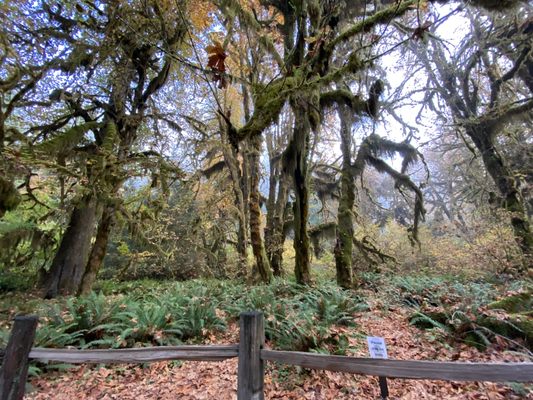Hoh Rain Forest by null