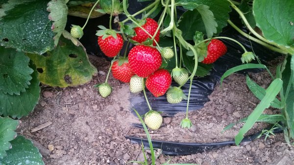 Berry Good Farms by null