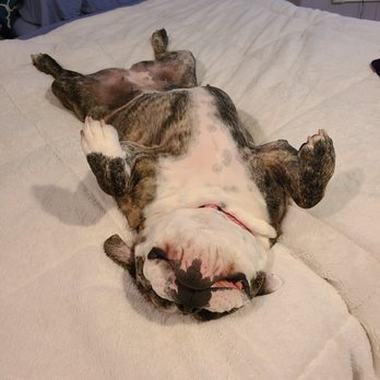 VCA Northwest Veterinary Specialists - Lucy waiting for a belly rub - Emergency Pet Hospital Near Me - Clackamas, Oregon VCA Northwest Veterinary Specialists - Lucy waiting for a belly rub - Emergency Pet Hospital Near Me - Clackamas, Oregon