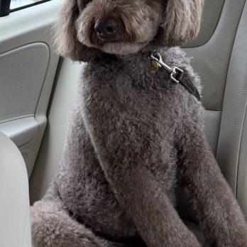 Comfort Corner Grooming - Pet Groomers Near Me - Alamo, California Comfort Corner Grooming - Pet Groomers Near Me - Alamo, California