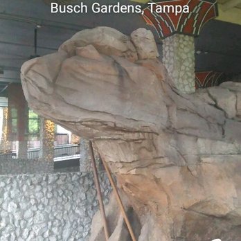 Cheetah Hunt - Amusement Parks Near Me - Tampa, Florida Cheetah Hunt - Amusement Parks Near Me - Tampa, Florida