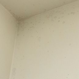 Black Mold!!! Black Mold!!!