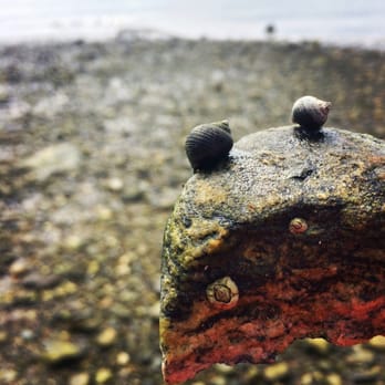 Mackworth Island Trail - Two of the millions of snails along the cost - Hiking Near Me - Falmouth, Maine