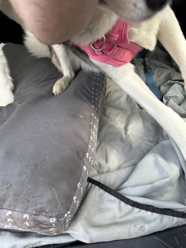 ALPHA VALLEY BOARDING KENNEL Updated October 2024 16 Photos & 17