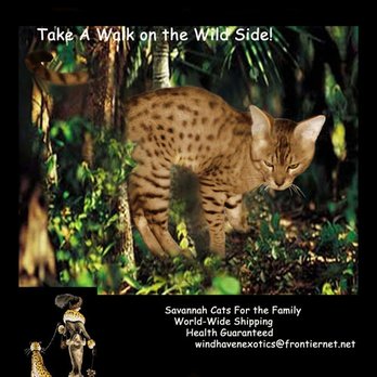 Wind Haven Exotics - Pet Breeders Near Me Wind Haven Exotics - Pet Breeders Near Me