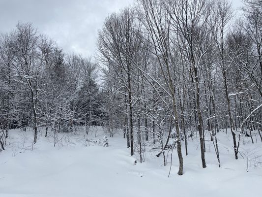 Snowmobile Vermont - Killington•Okemo Mountain Tour by null
