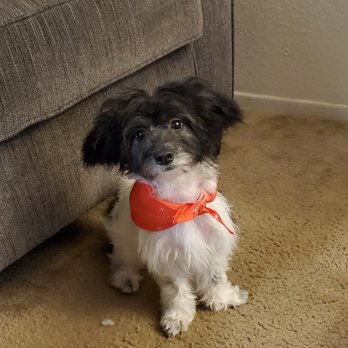 PetSmart - Pet Stores Near Me - Fullerton, California PetSmart - Pet Stores Near Me - Fullerton, California