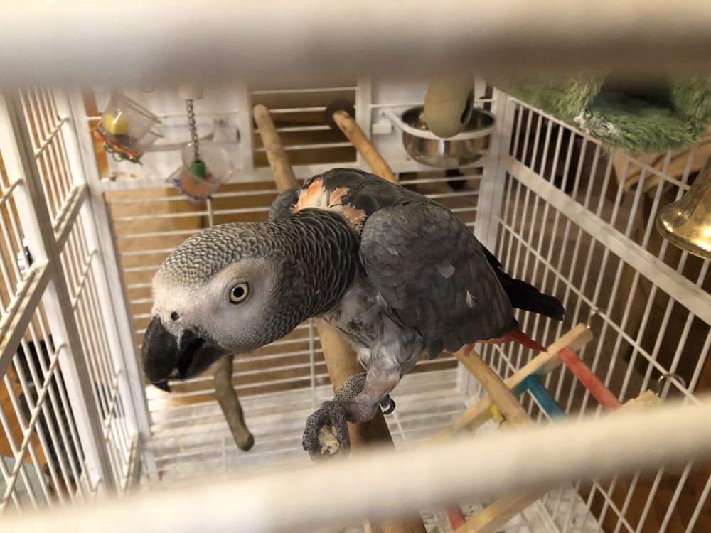 Slide of Just Call Friends