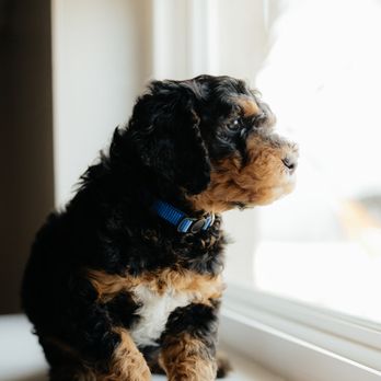 C2C Bernedoodles - Pet Breeders Near Me C2C Bernedoodles - Pet Breeders Near Me