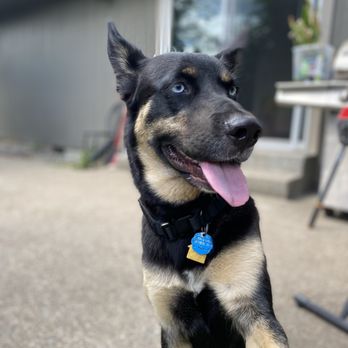 Spanaway Veterinary Clinic - Veterinarians Near Me - Spanaway, Washington Spanaway Veterinary Clinic - Veterinarians Near Me - Spanaway, Washington