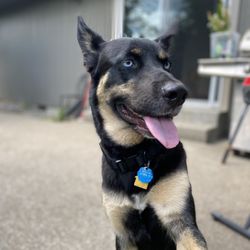 Spanaway Veterinary Clinic