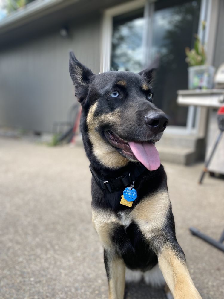 Spanaway Veterinary Clinic - pet boarding facility in Spanaway, WA