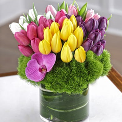Belvedere Florist - 60 tulips best seller