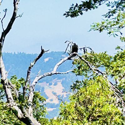 North Sonoma Mountain Regional Park by null