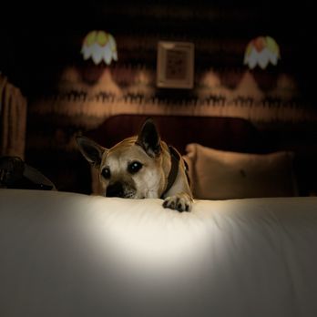The Hotel Chalet - Hotels Near Me - Chattanooga, Tennessee