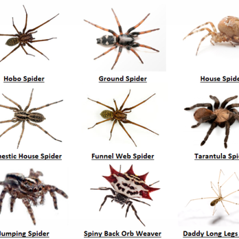 NTX Best Pest - Types of Spiders - Pest Control Near Me NTX Best Pest - Types of Spiders - Pest Control Near Me