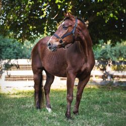 Parker's Equestrian Center - Handsome fella!!