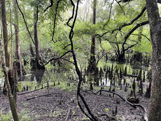 Fanning Springs State Park by null