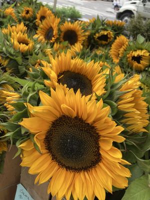 79th Street Greenmarket by null