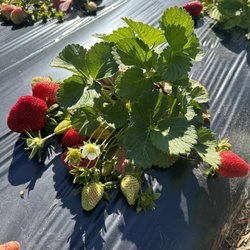Wabi Sabi Farms - Strawberries