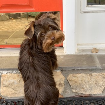 Coco Clips Dog Grooming - Hershey after grooming - Pet Groomers Near Me - Vienna, Virginia