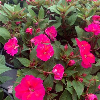 Lowe's Home Improvement - Borealis impatiens - Hardware Stores Near Me - Pooler, Georgia