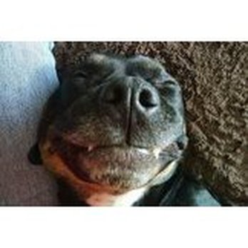 BowWOW Home Pet Care - Pet Boarding Near Me - Pueblo, Colorado BowWOW Home Pet Care - Pet Boarding Near Me - Pueblo, Colorado