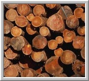 Simmons Tree Care - tree service in Hampton, VA