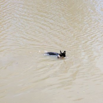 Ellicott Creek Island Park - Negan, my corgi enjoying the water - Dog Parks Near Me - Amherst, New York Ellicott Creek Island Park - Negan, my corgi enjoying the water - Dog Parks Near Me - Amherst, New York