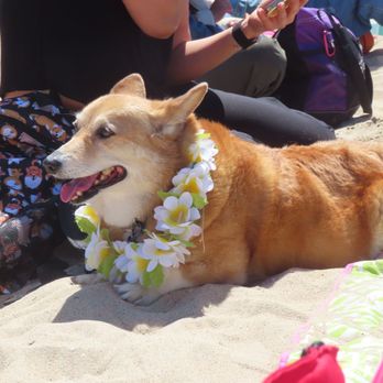 Huntington Beach - Corgi wearing lei. - Beaches Near Me - Huntington Beach, California