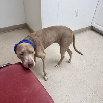 Pet Paradise Viera - My injured Sasha at the Vet. - Pet Boarding Near Me - Rockledge, Florida Pet Paradise Viera - My injured Sasha at the Vet. - Pet Boarding Near Me - Rockledge, Florida