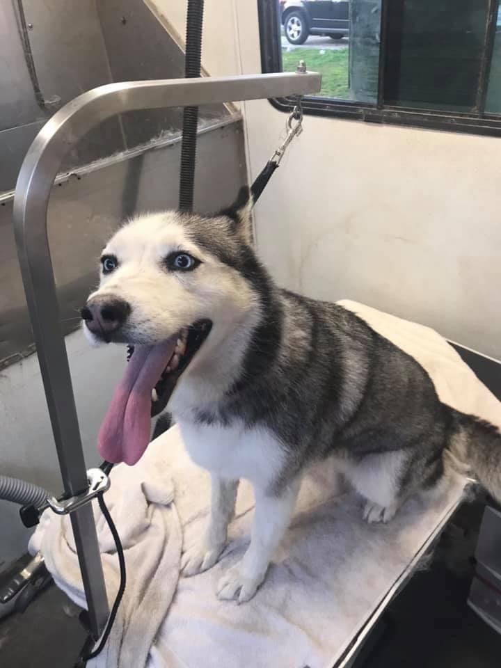 SASSY K9 Beaumont, California Pet Groomers Phone Number Yelp