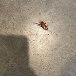 Port A Escapes - Water bug